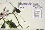 Petit de Meurville-Gipuzkoako flora  erakusketa